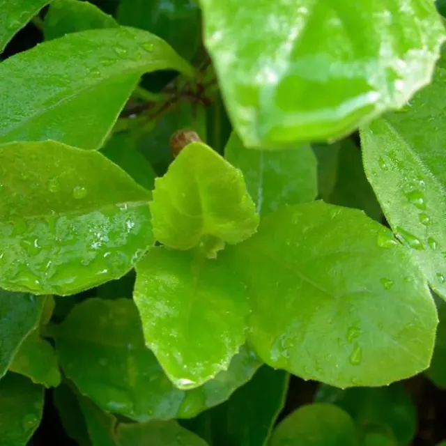 The Natural World Gynura procumbens bladplant eetbaar