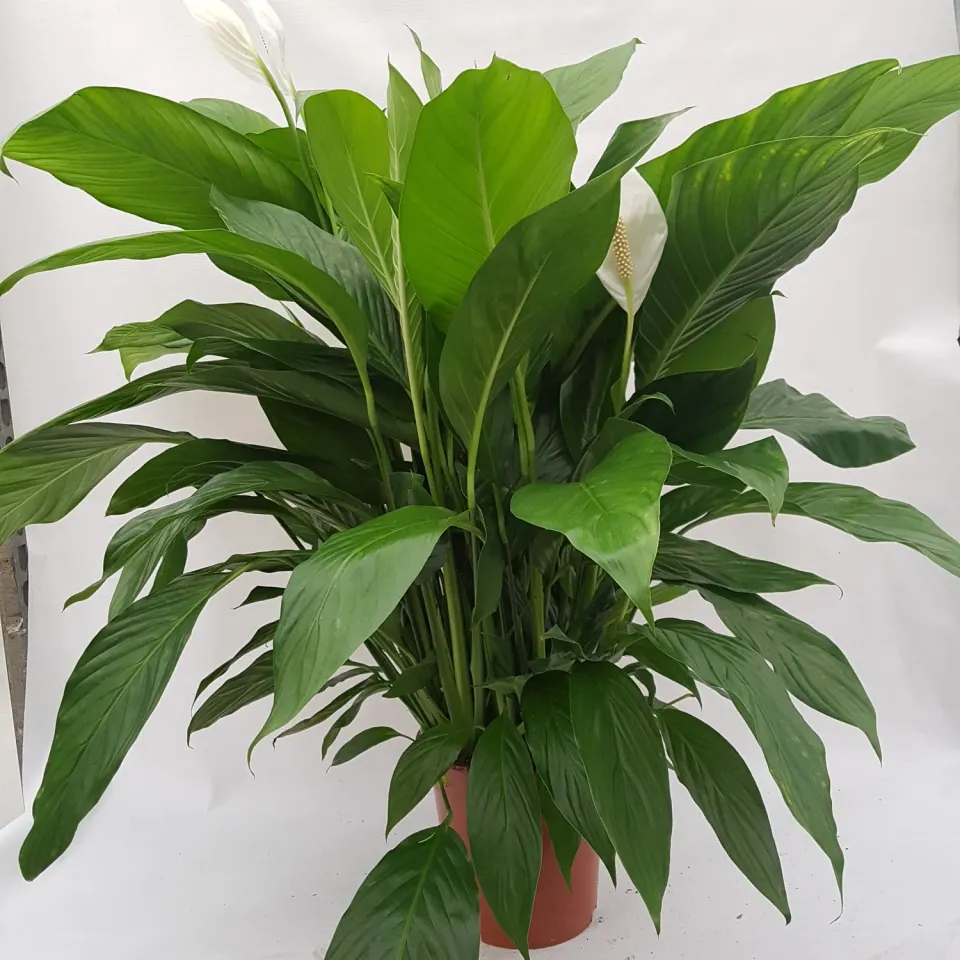 Tuincentrum Heerdink Spathiphyllum lepelplant 90 cm luchtzuiverend