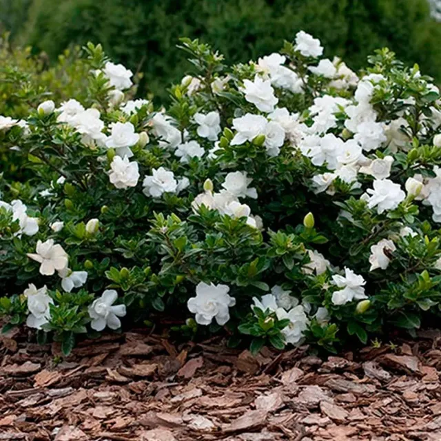 The Natural World Gardenia Crown Jewel plant geurend
