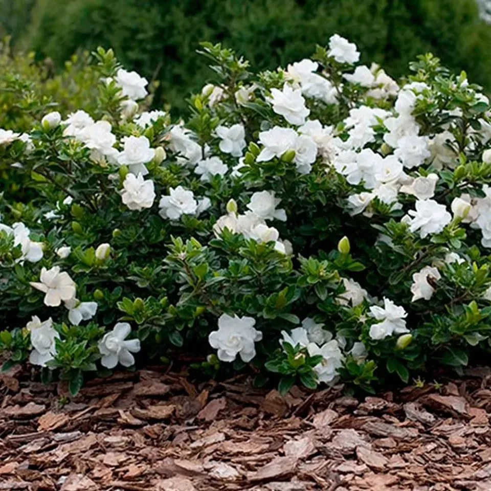 The Natural World Gardenia Crown Jewel plant geurend