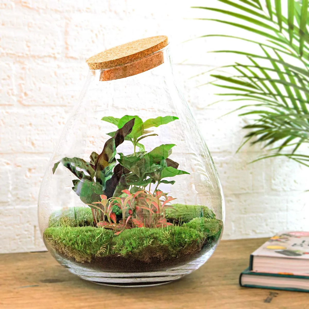 Urbanjungl Drop XXL Rood terrarium DIY kit met kurk Ø34 cm
