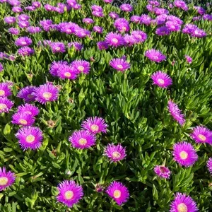 The Natural World Carpobrotus rossii ijskruid P9 bodembedekker
