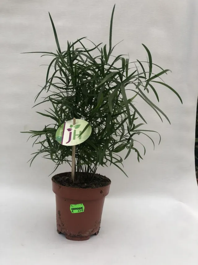Asparagus falcatus Kamerasperge groene kamerplant