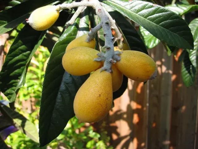 The Natural World Eriobotrya japonica fruitplant wintergroen