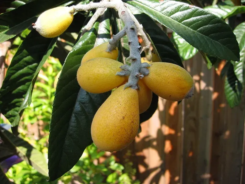 The Natural World Eriobotrya japonica fruitplant wintergroen