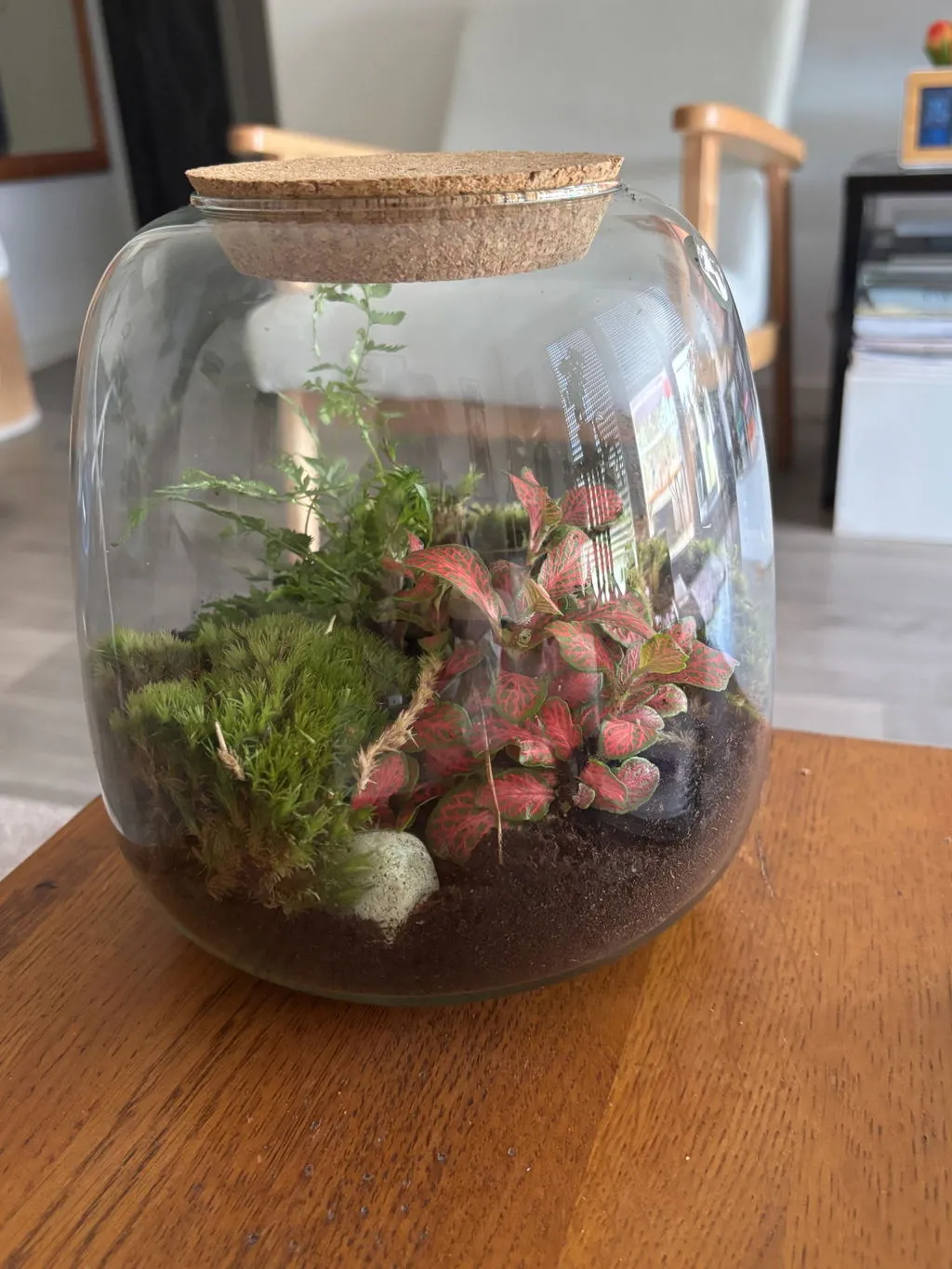 Urbanjungl Varen terrarium navulset L/XL 3 planten