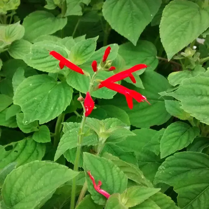The Natural World Salvia Honey Melon plant meloengeur