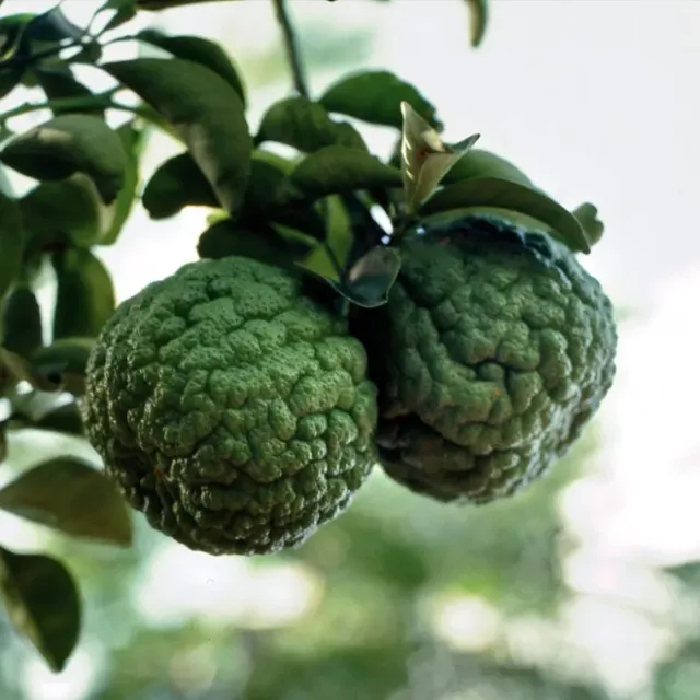The Natural World Citrus aurantium Currassuviensis citrusplant eetbaar