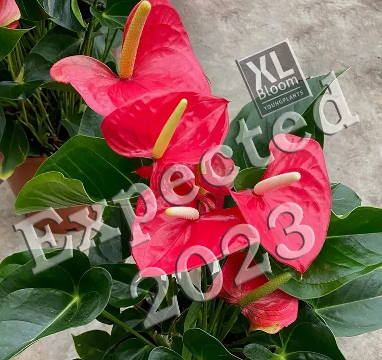 XL-Bloom YoungPlants XL.Opa.1 Great Red jonge plant eetbaar