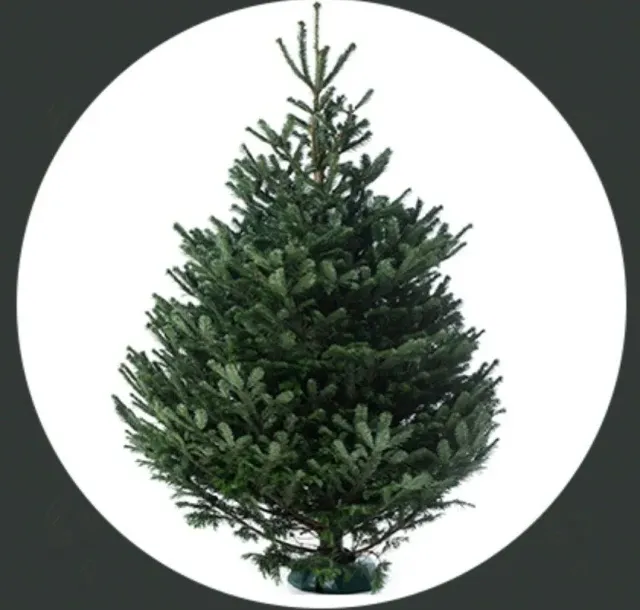 Planten & Zo Nordmann gezaagde kerstboom 150-200 cm