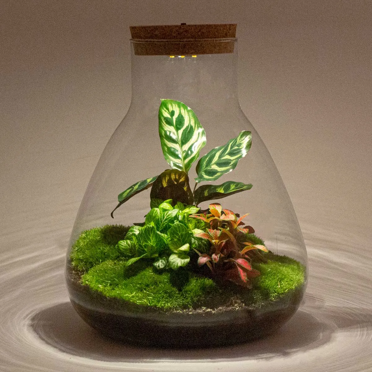 Urbanjungl Sam Calathea planten terrarium kit 30 cm met licht