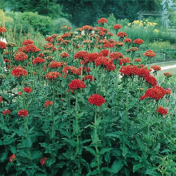The Natural World Brandende liefde bloem zaden rood