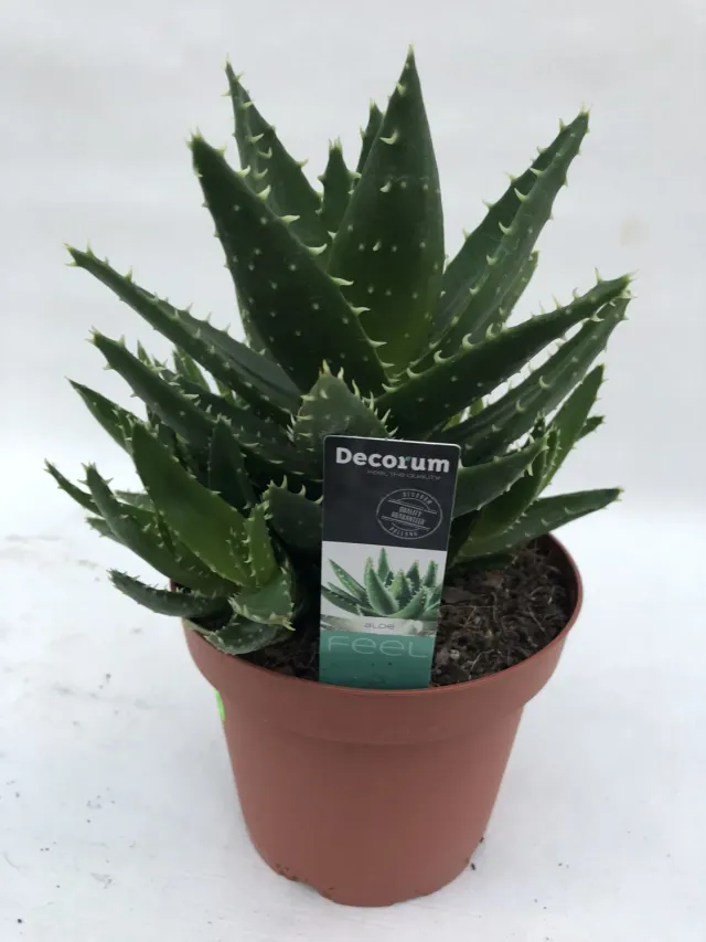 Tuincentrum Heerdink Aloe arborescens Vetplant 13 cm groen