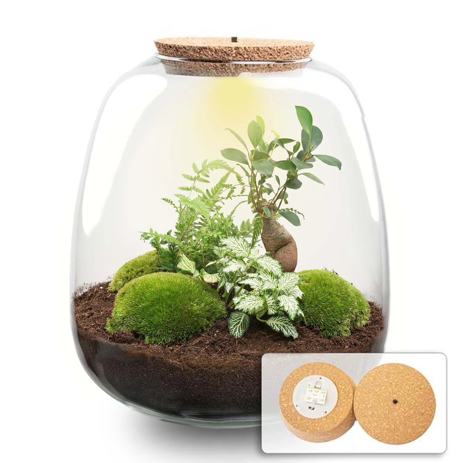 Urbanjungl Emma terrarium DIY kit bonsai white met licht Ø 23 cm