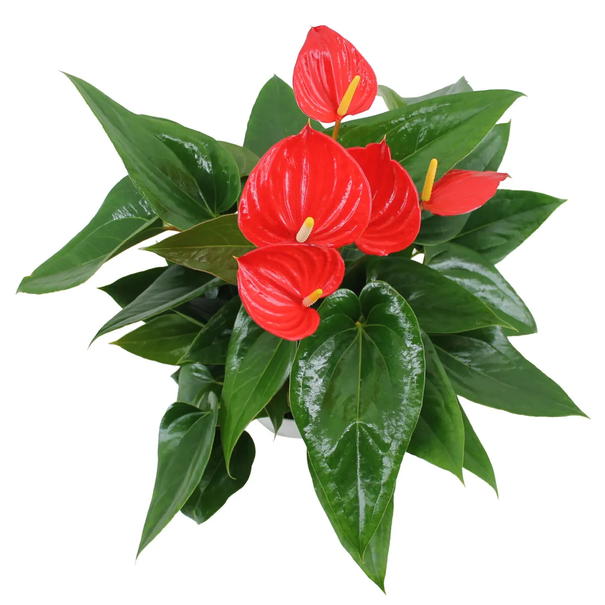 XL-Bloom 22 Melanie Red jonge plant stekje compact