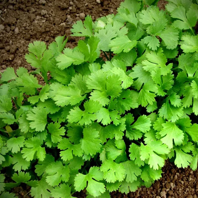 The Natural World Coriandrum sativum plant P9 koriander