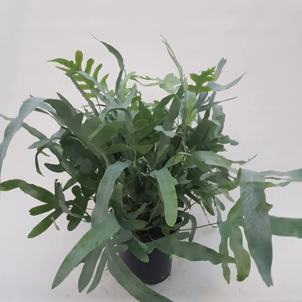 Tuincentrum Heerdink Blue Star blauwvaren luchtzuiverend