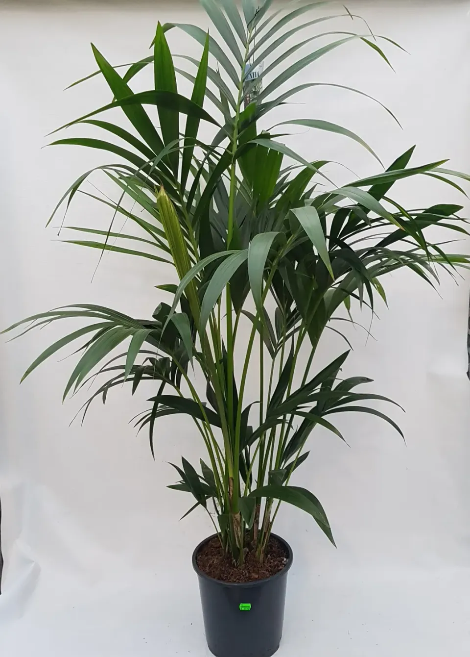 Tuincentrum Heerdink Howea kentiapalm 150 cm groen