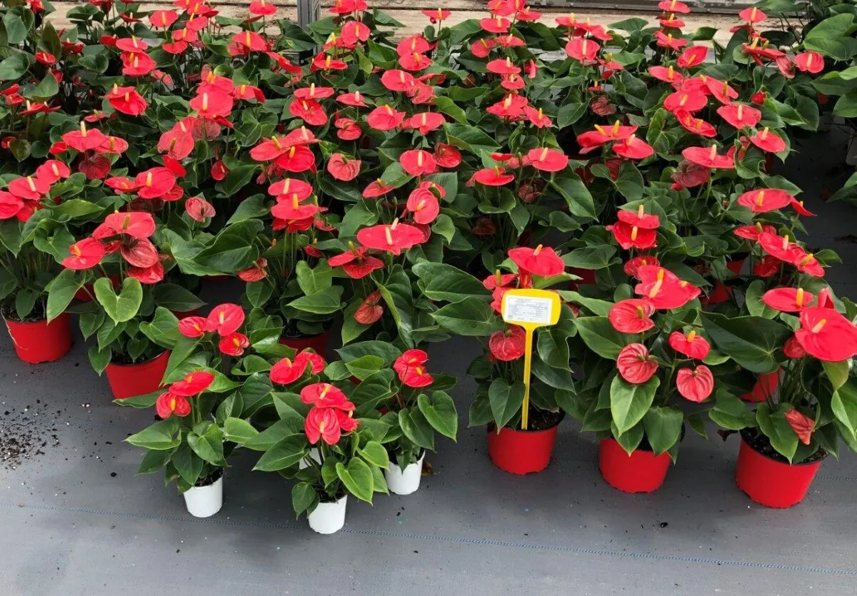 XL-Bloom YoungPlants XL.41 Pura Jasja jonge plant eetbaar