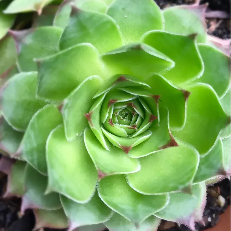 The Natural World Sempervivum tectorum vetplant P9 winterhard