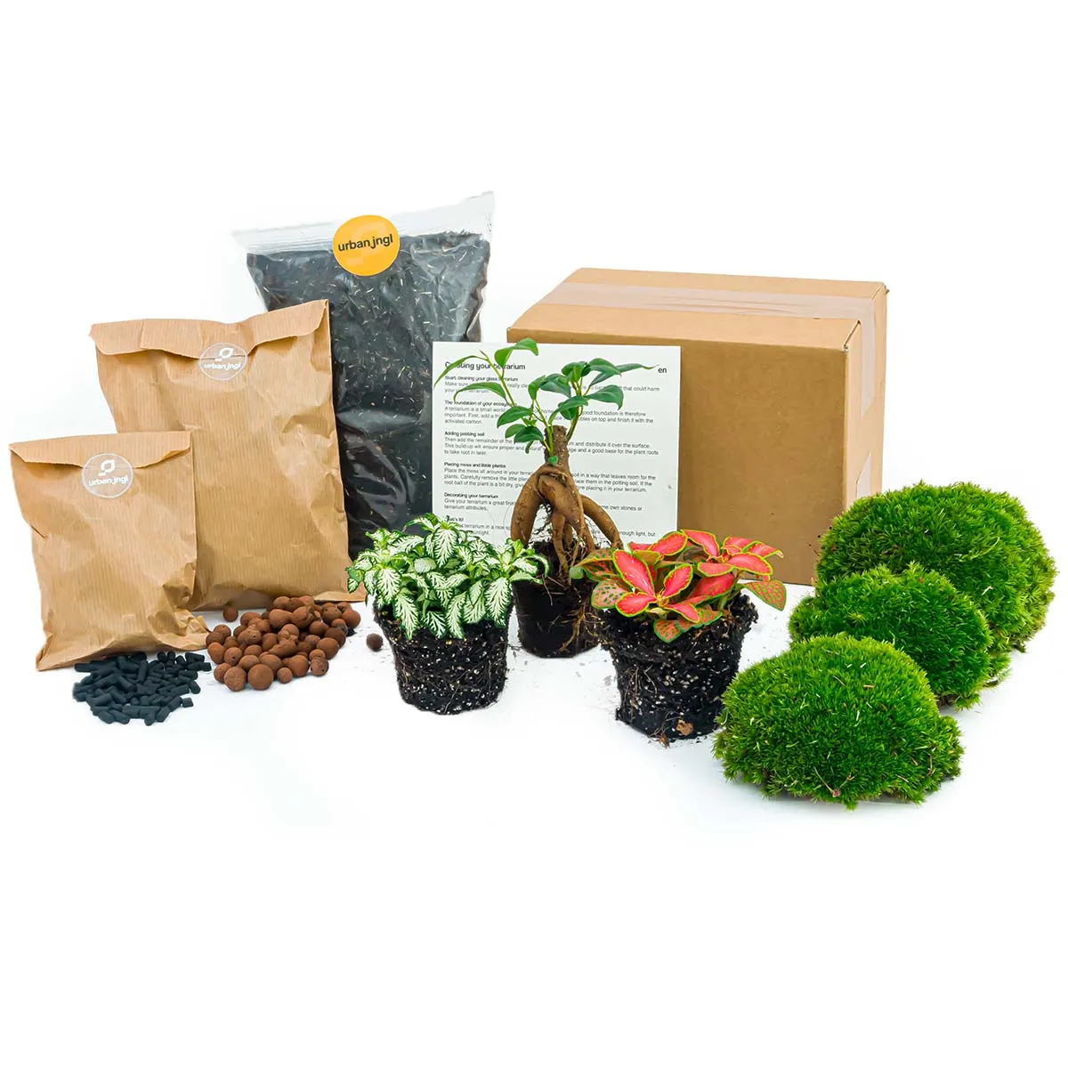 Urbanjungl Bonsai Ficus Ginseng Startpakket 3 planten L/XL