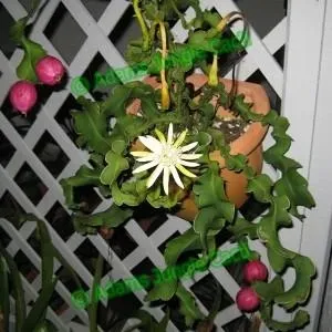 The Natural World Monstrose bladcactus Epiphyllum gedraaid
