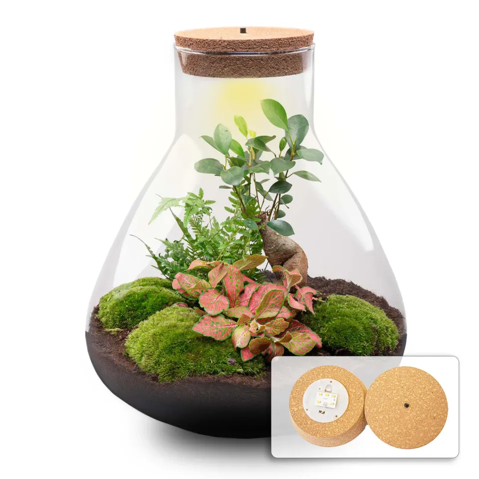 Urbanjungl Sam XL Bonsai planten terrarium kit met licht