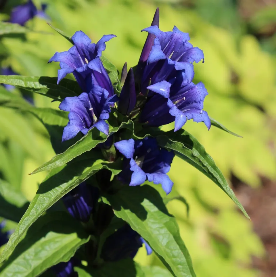 The Natural World Gentiana Asclepiadea plant P9 blauw