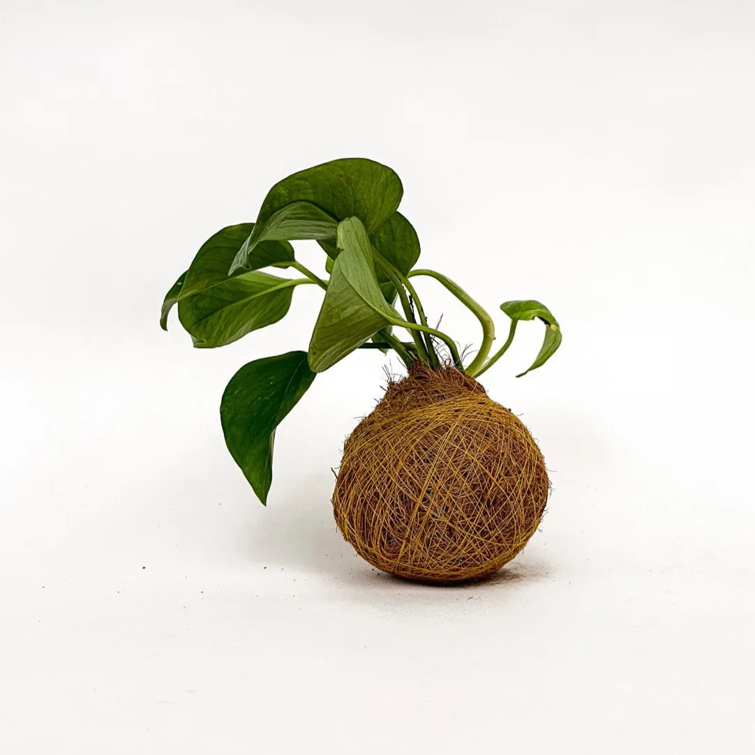 House of Koko Philly Kokedama zonder schaaltje rankend