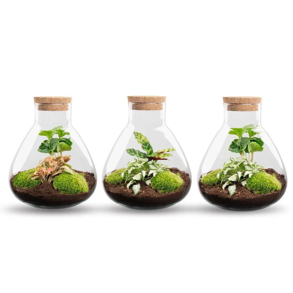 Urbanjungl Sammie Terrarium DIY kit Ø22,5 cm calathea