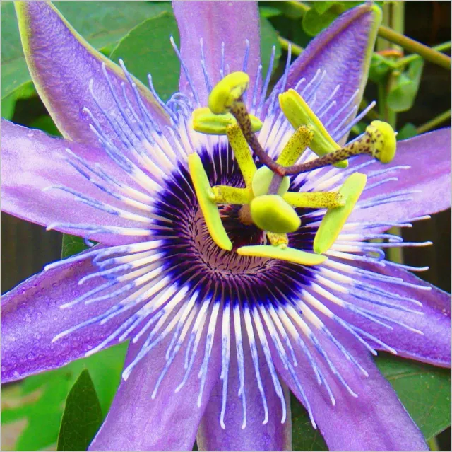 The Natural World Passiflora Betty Miles Young klimplant paars