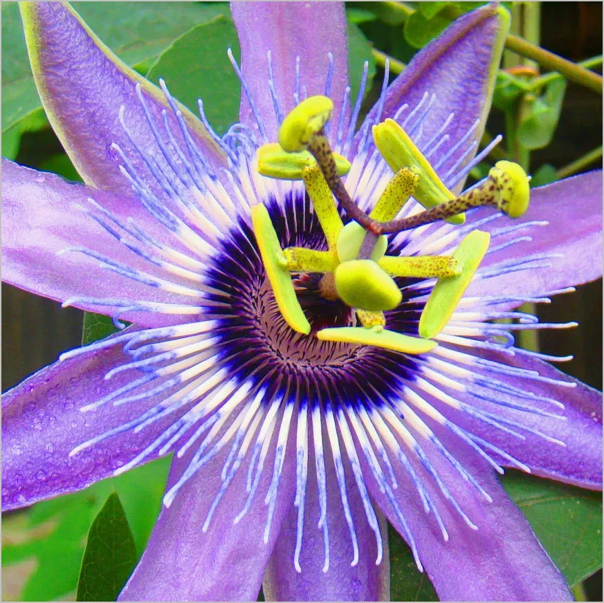 The Natural World Passiflora Betty Miles Young klimplant paars
