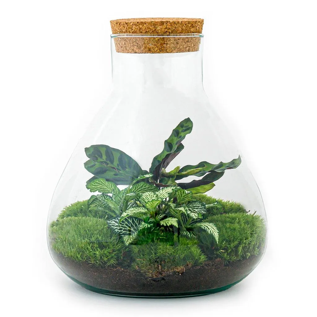 Urbanjungl Sammie Terrarium DIY kit Ø22,5 cm calathea