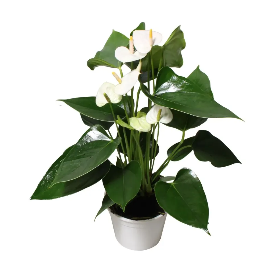 XL-Bloom YoungPlants XL.13 aardbeiplant Arisa White fris