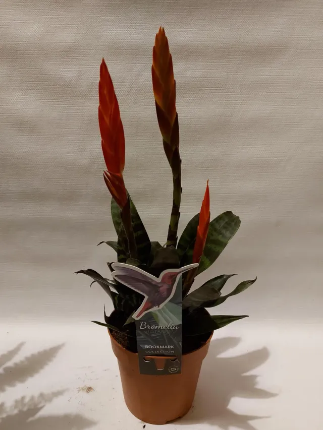 Tuincentrum Heerdink Vriesea Era bromelia kamerplant zwaardplant