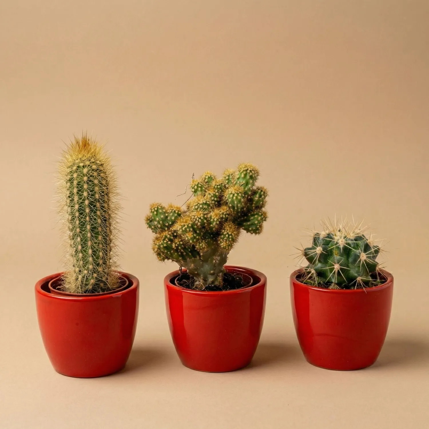 Urbanjungl Cactussen cactusset 3 stuks met rode pot 8-12 cm