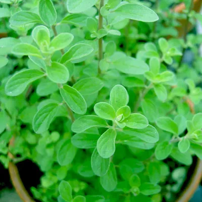 The Natural World Origanum majorana Marjolein plant P9