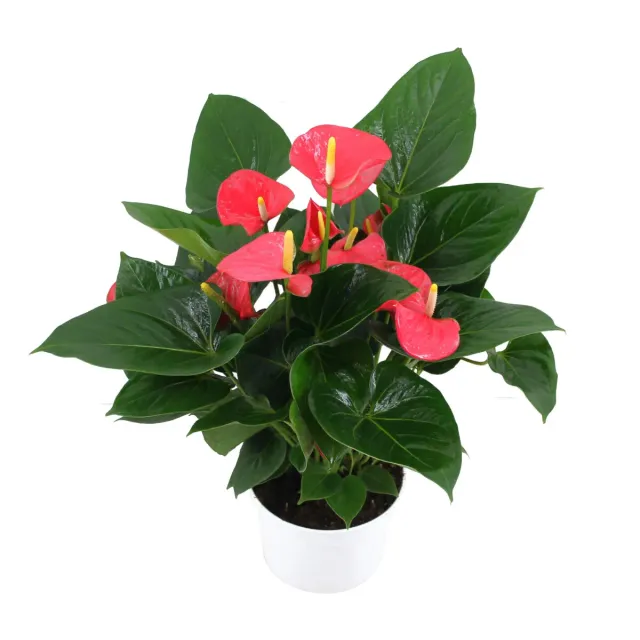 XL-Bloom YoungPlants XL.53 Easy Bryan plant geurende bloem