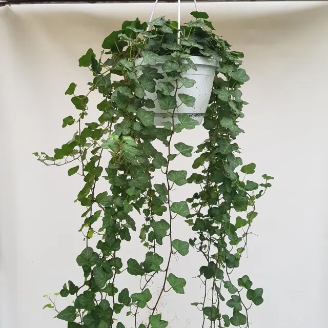 Tuincentrum Heerdink Hedera helix Wonder klimop hangplant
