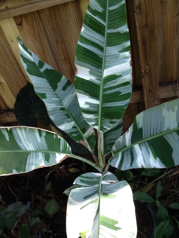 The Natural World Musa AeAe bonte bananenplant wintergroen