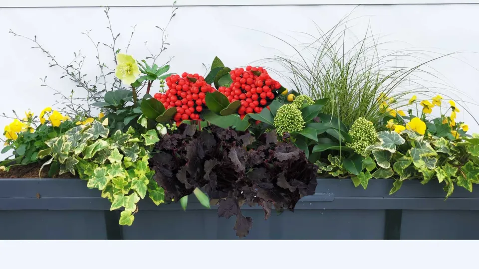 Huyskweker Gameren Lumi FM aardbeiplant aromatisch