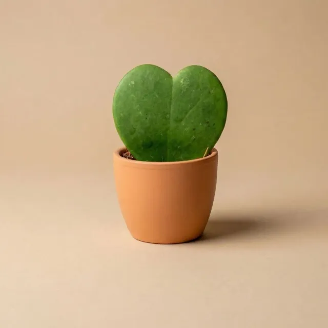 Urbanjungl Toscana Mat mini plantenpot terracotta Ø 6 cm