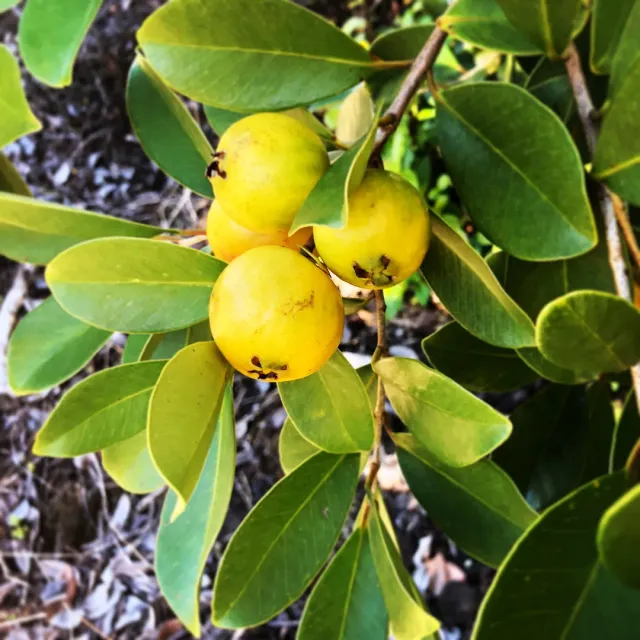 The Natural World Psidium cattleyanum var lucidum plant citroenguave