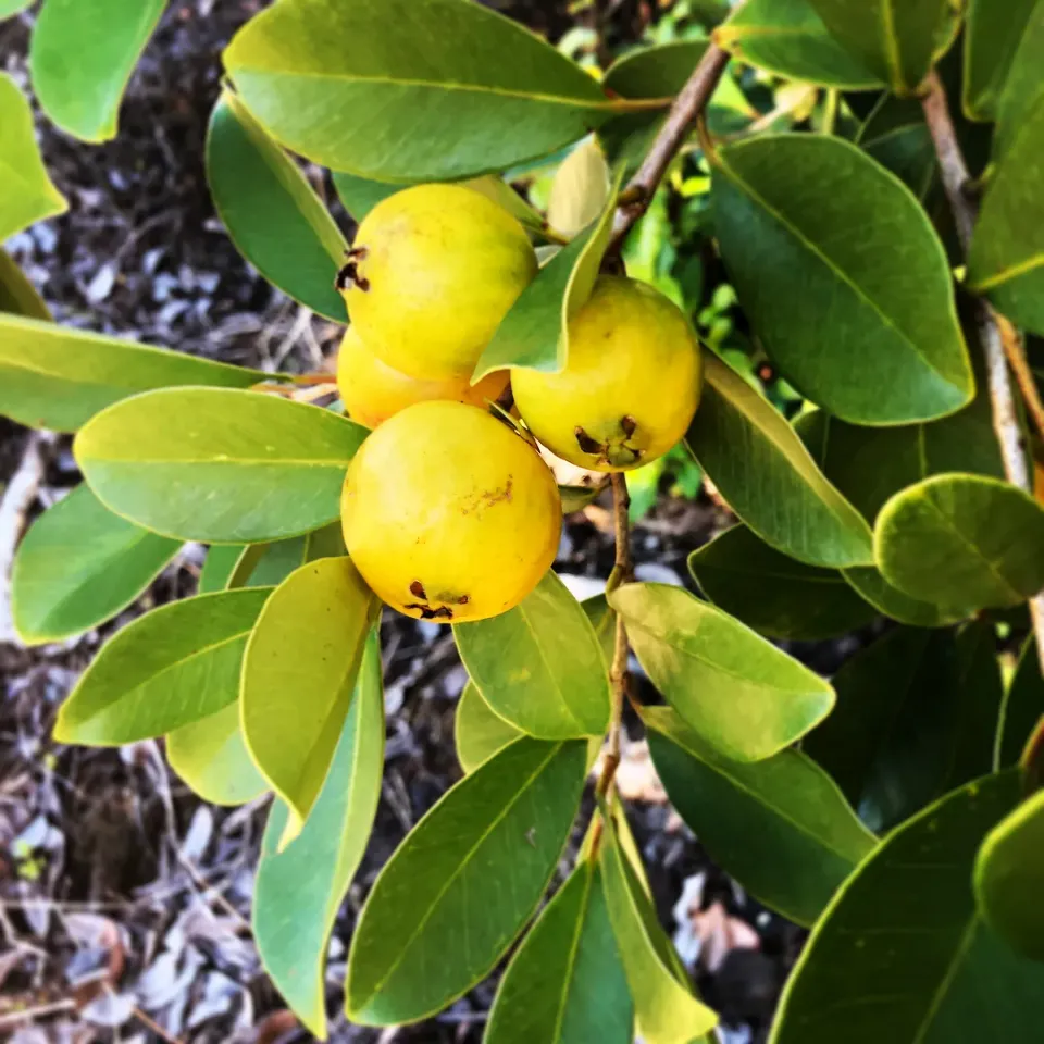 The Natural World Psidium cattleyanum var lucidum plant citroenguave