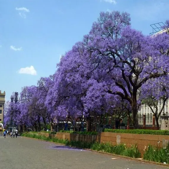 The Natural World Jacaranda mimosifolia kuipplant paars