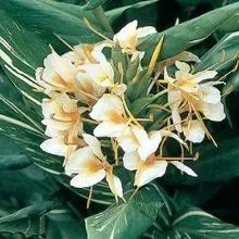 The Natural World Hedychium Dr Moy gemberlelie geurend