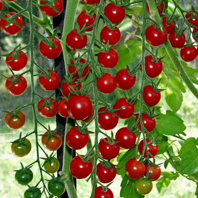 The Natural World Supersweet 100 tomaat plant zoet