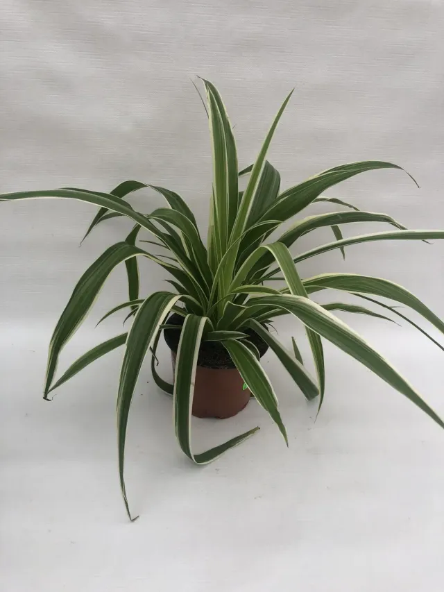 Tuincentrum Heerdink Chlorophytum Ocean graslelie 25 cm luchtzuiverend