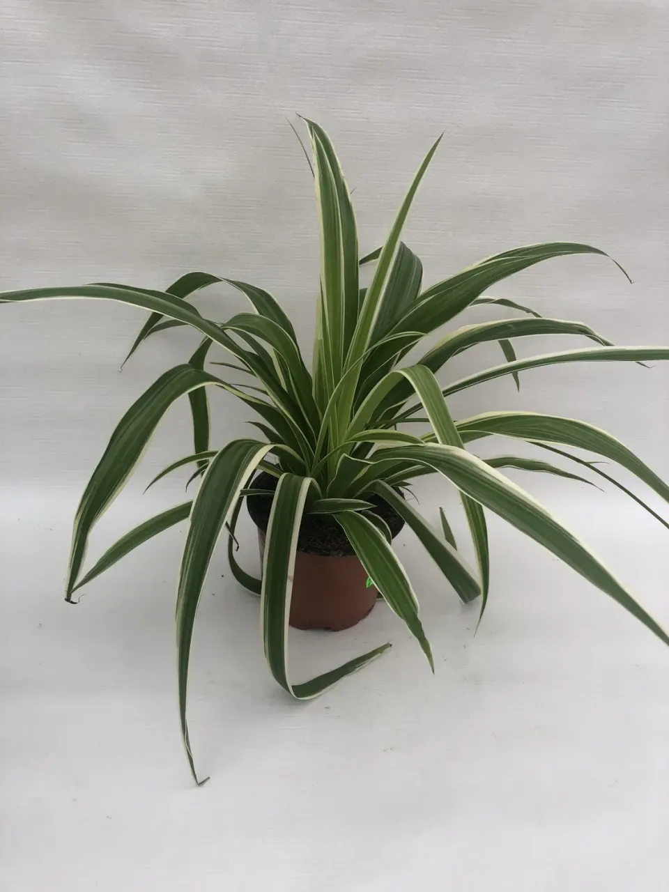 Tuincentrum Heerdink Chlorophytum Ocean graslelie 25 cm luchtzuiverend