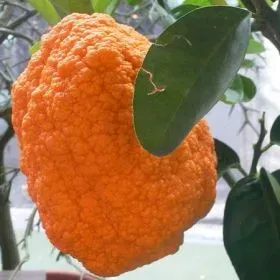 The Natural World Citrus medica Aurantiata citroenplant pot